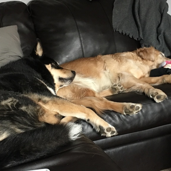 Meet your Posher, Sam - Picture 5 of 5